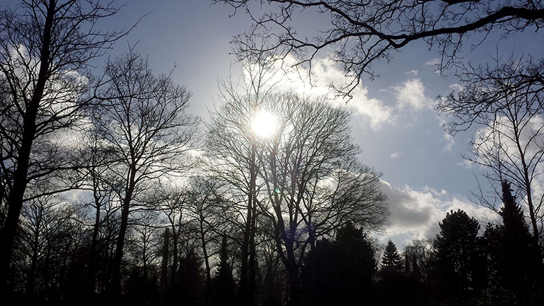 Wald